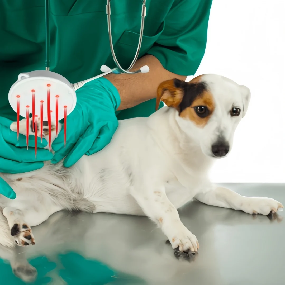 Portable Mini Veterinary Cold Laser Therapy Device for Dogs Cats Pets Pain and Inflammation