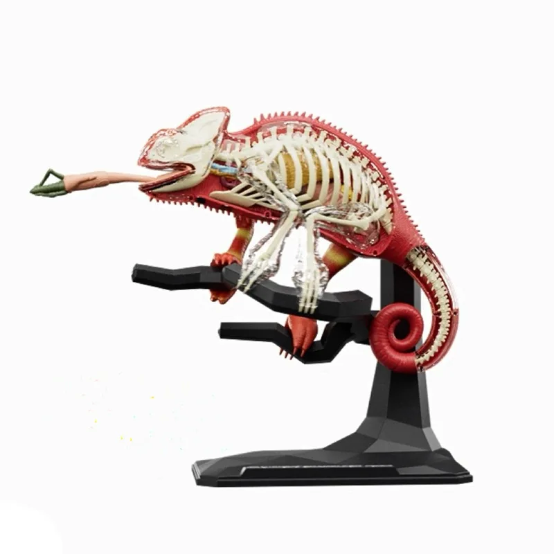 Chameleon assembly model, animal organ dissection skeleton