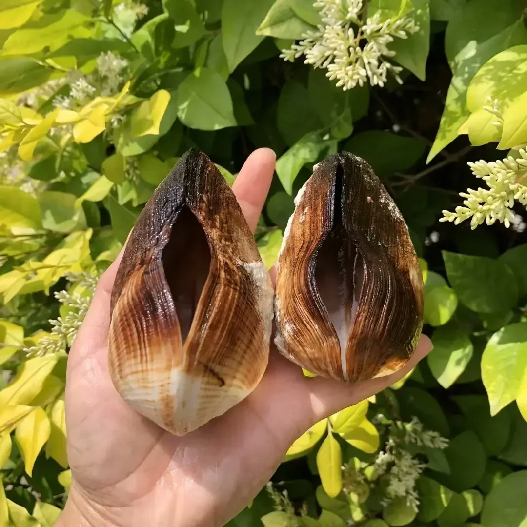 Shell Natural Black Conch Specimen Snail Double-sided Clam Fish Tank Aquascape