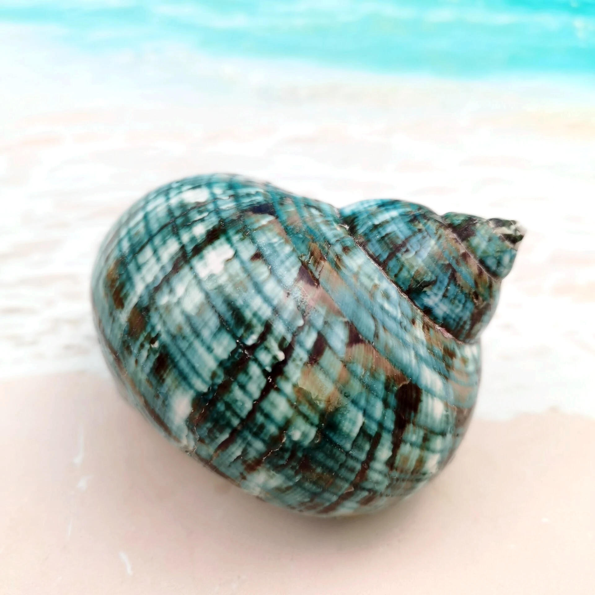 Polished Large Conch Conch Shell Aquarium, Fish Tank, Aquascape, Mediterranean Home Window Display, Hermit Crab Shell