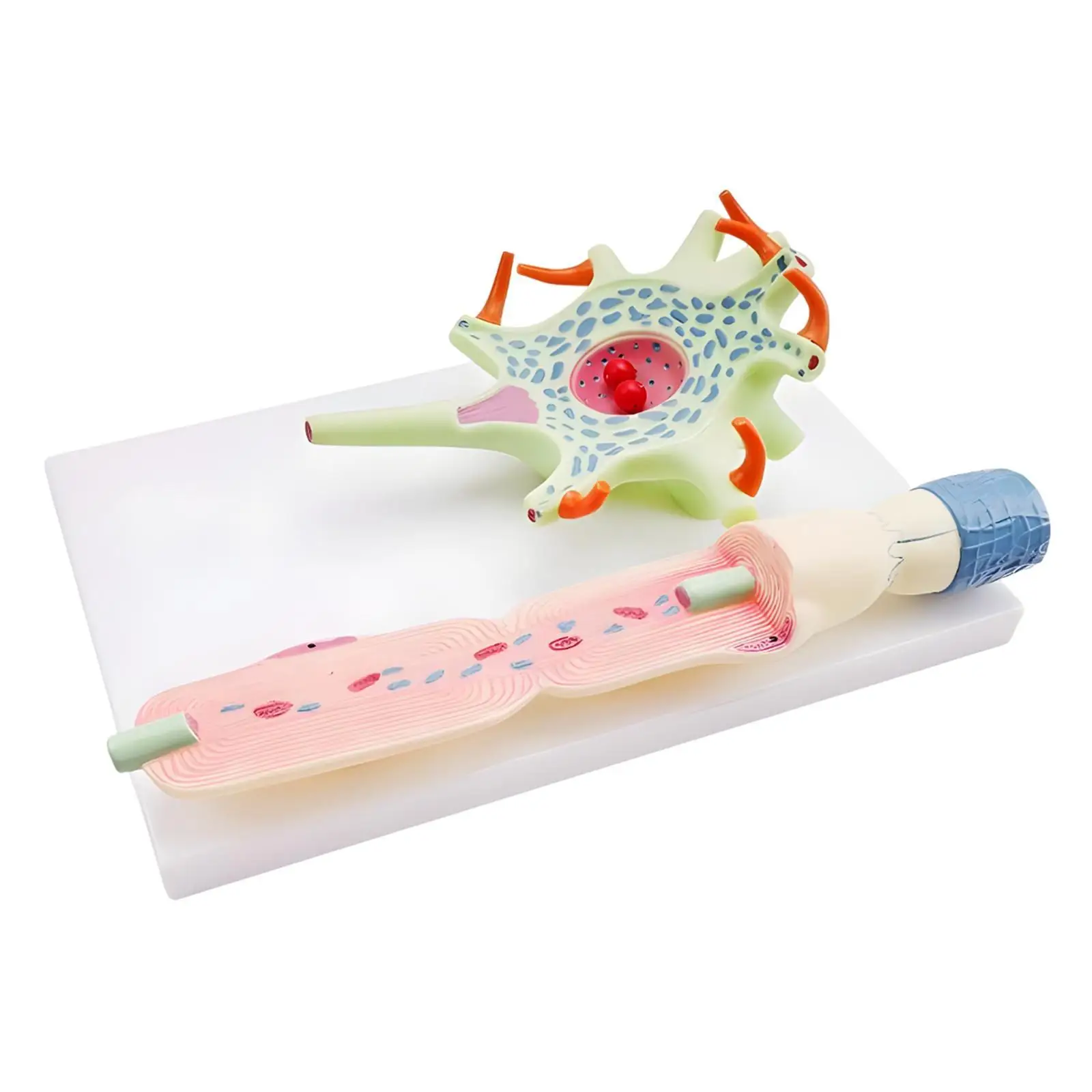 

Neuronal Cell Model Neuron Amplification Model for Classroom Demonstration