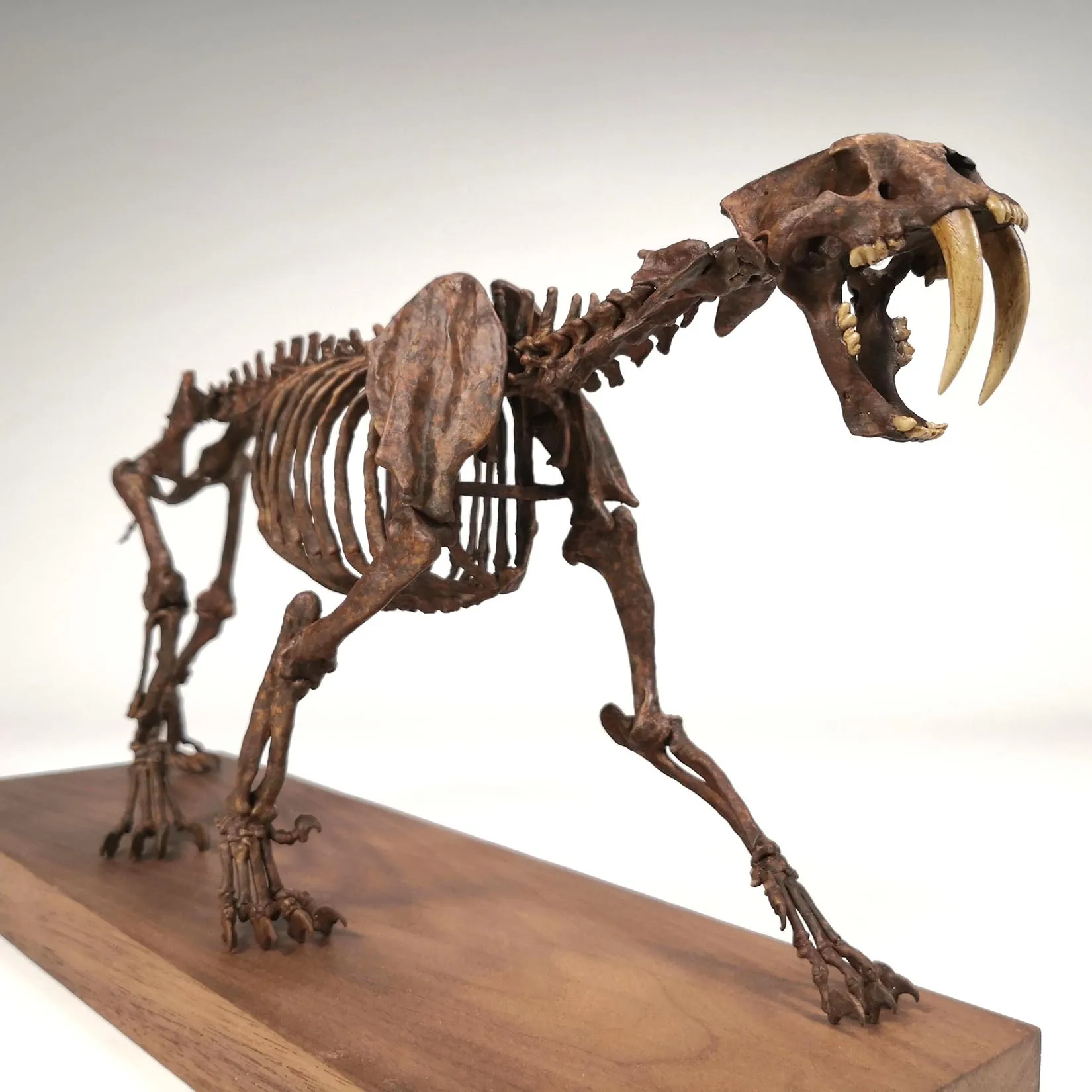 1/10 Scale Smilodon Populator Full Skeleton Statue 3D Printed Prehistoric Sabre-toothed Tiger Collectible Birthday Gift
