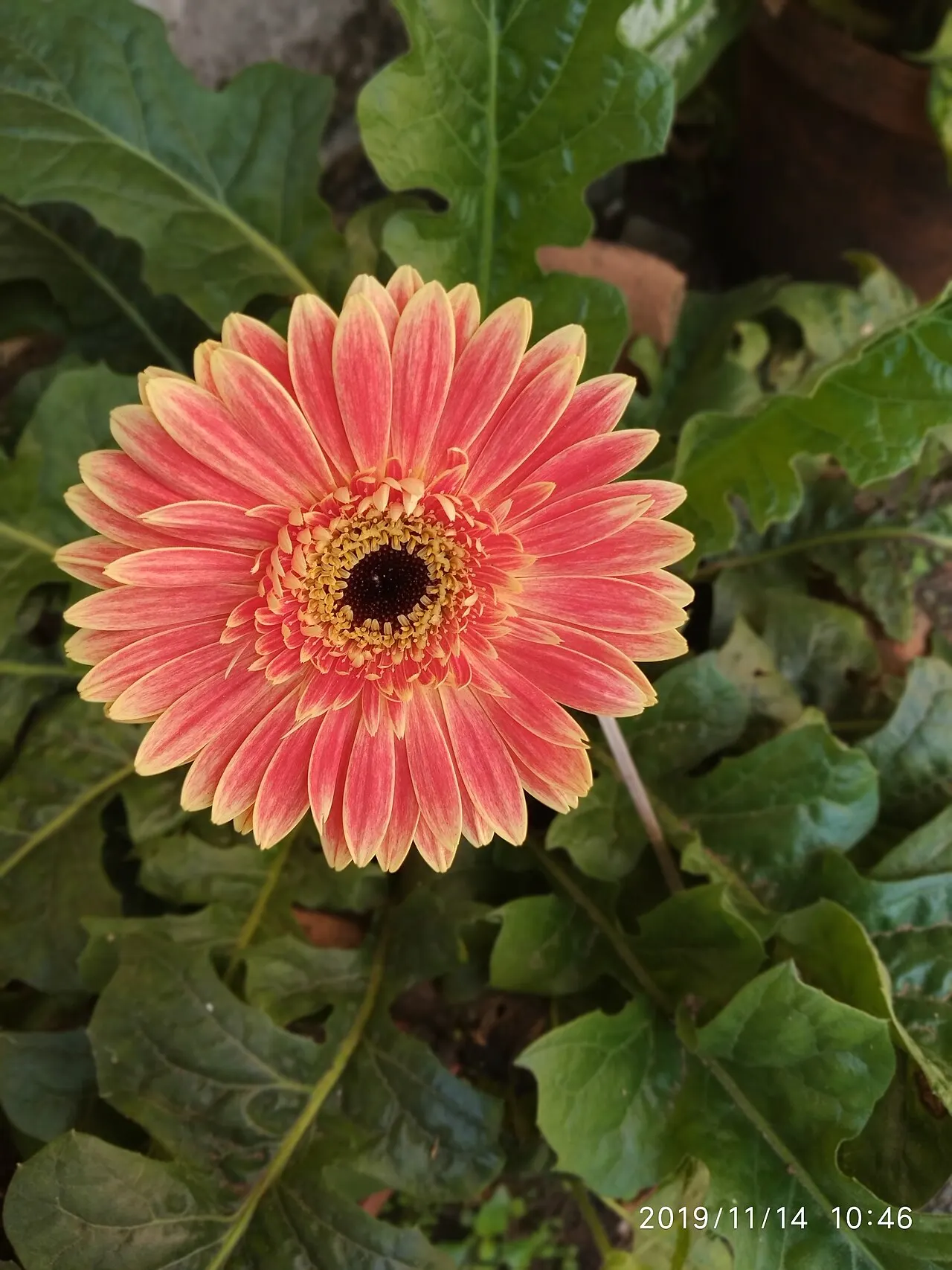 173 Uds. Semillas de Margarita Gigante Rosa Vibrante, Margarita Gigante de Colores Muy Vivos para Maceta, Jardín y Flor Cortada