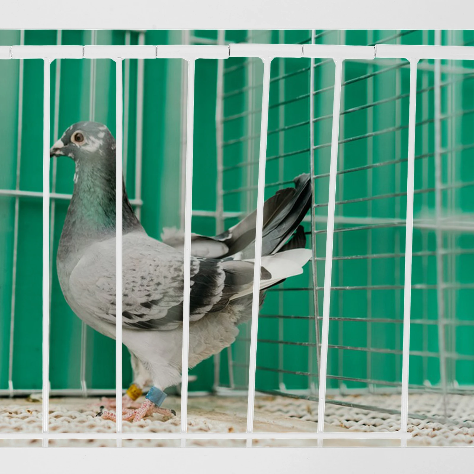 

Pigeon Cage Door 40x26cm Iron Material Durable Easy Installation Bird Entrance Racing Supplies Pet Pigeon Travel Trap