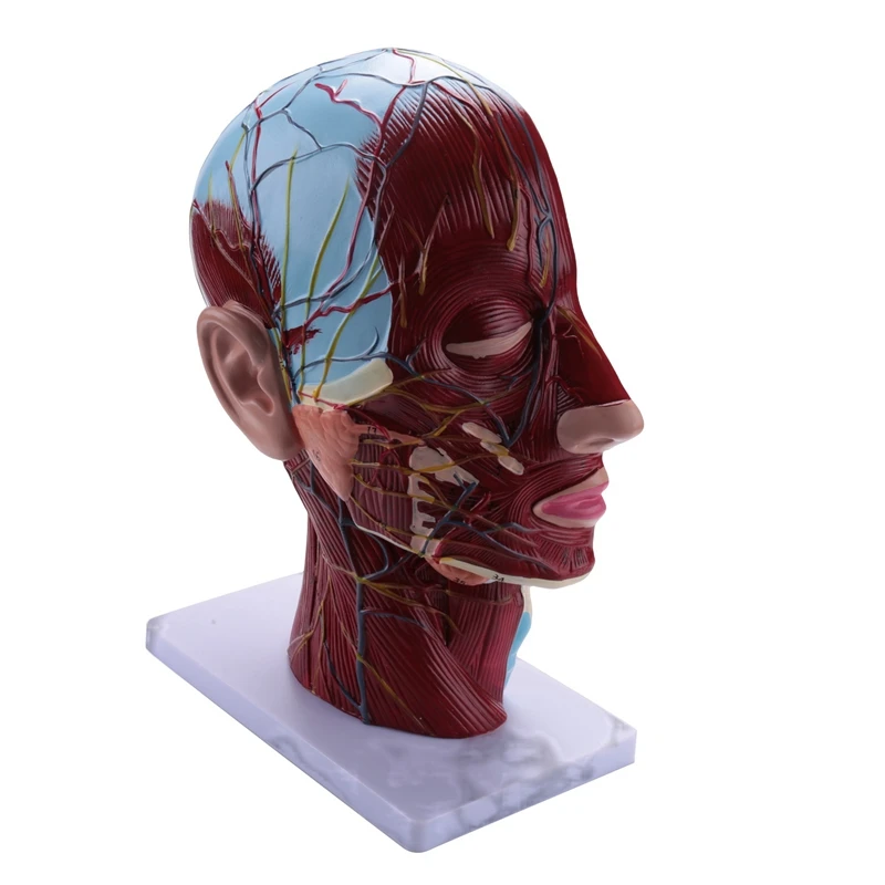 

Human Half Head Superficial Neurovascular Model With Musculature, Life Size Anatomical Head Model Skull And Brain