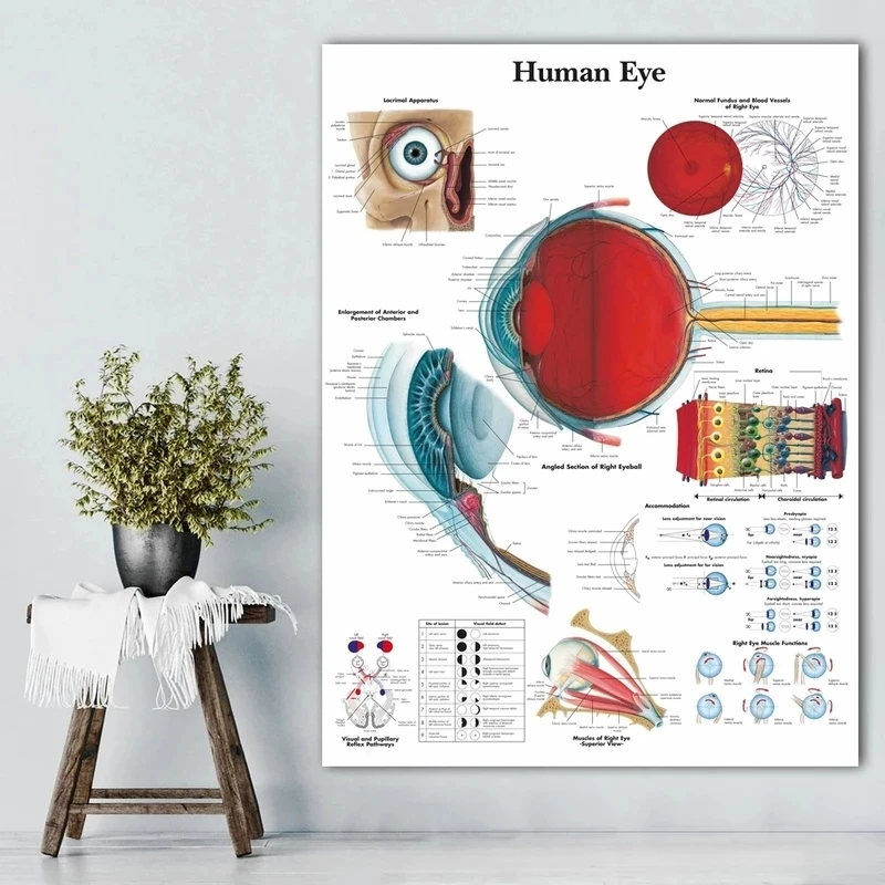 Eye Anatomy Medical Ophthalmology Medicine Canvas Painting Optometrist Gift Poster and Print Wall Art Pictures Clinic Home Decor