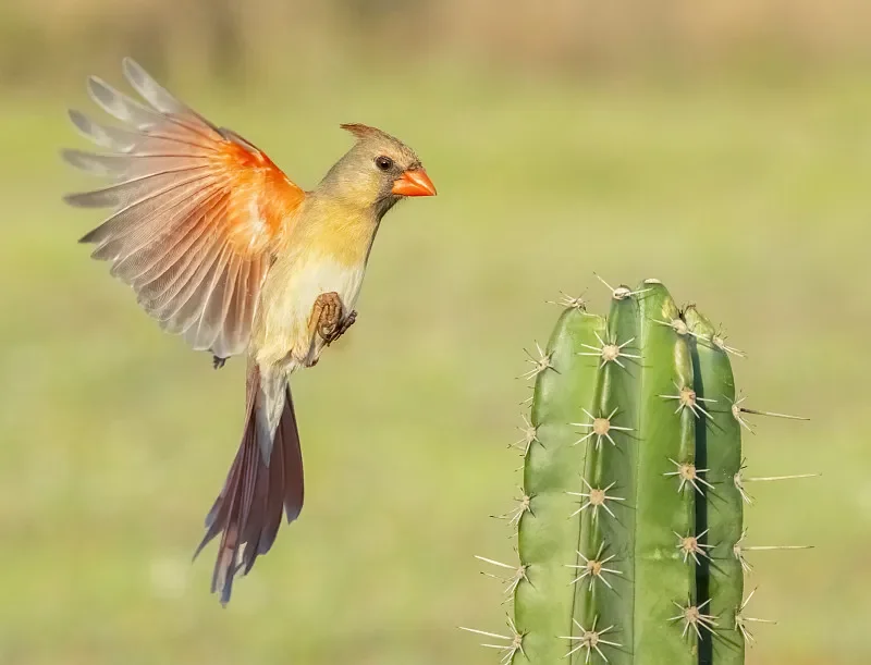 

JX PDI-1001MG 1,5 кг микроцифровой сервопривод — двигатель без сердечника 6,0 В, металлическая шестерня для радиоуправляемого гусеничного автомобиля, автомобиля и вертолета