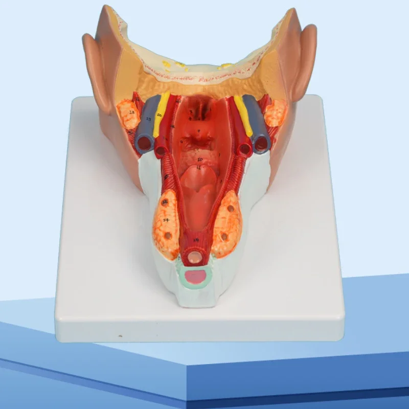 Throat Wall Muscle Model  PVC Material Biology Teaching Model, Pharyngeal Cavity Teaching Model 23x18x10cm