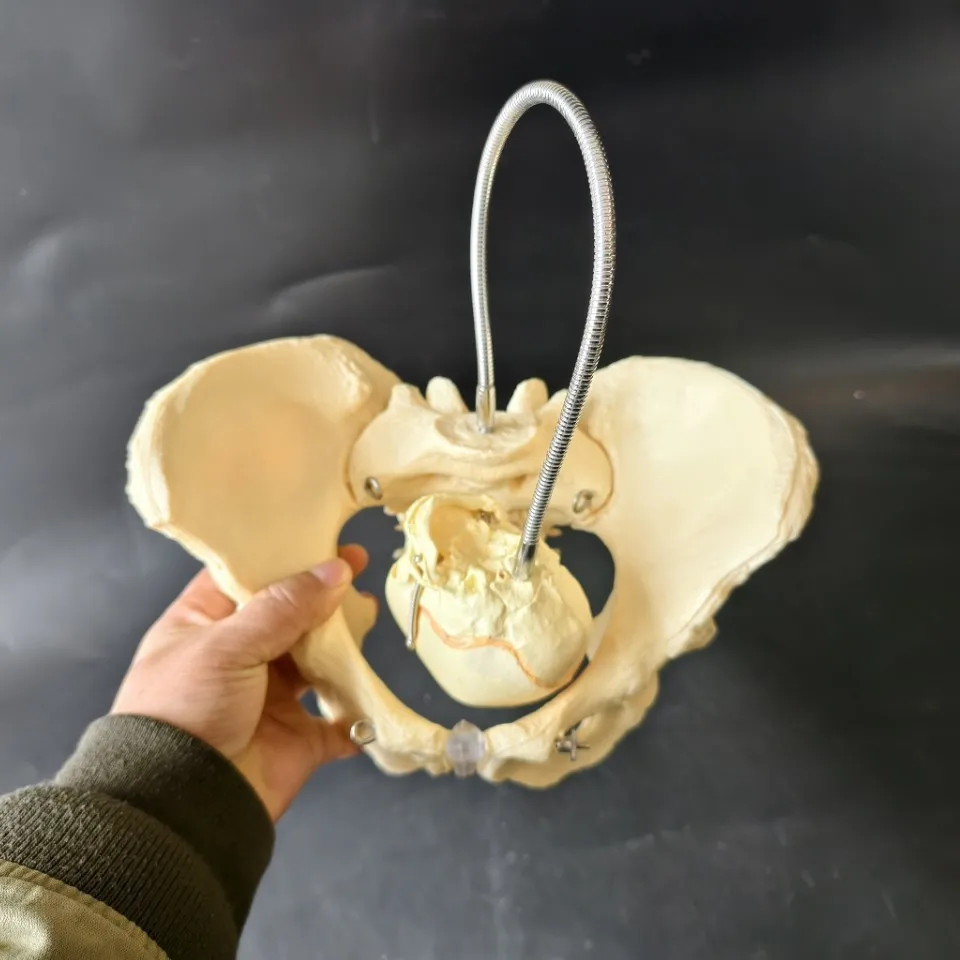 Female pelvic model natural large pelvic joint sacral pubic structure OB-GYN display stretchable pelvis