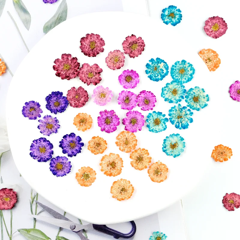 24pcs/1-2cm,Pressed Daisy chamomile Mini dry flower DIY drop glue phone case Jewellery accessories face flora makeup nail art