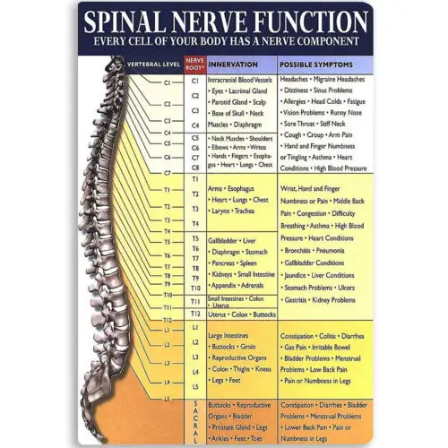 Vintage Chiropractor Spinal Nerve Function Poster Metal Signs Art Print 12x8inch sign