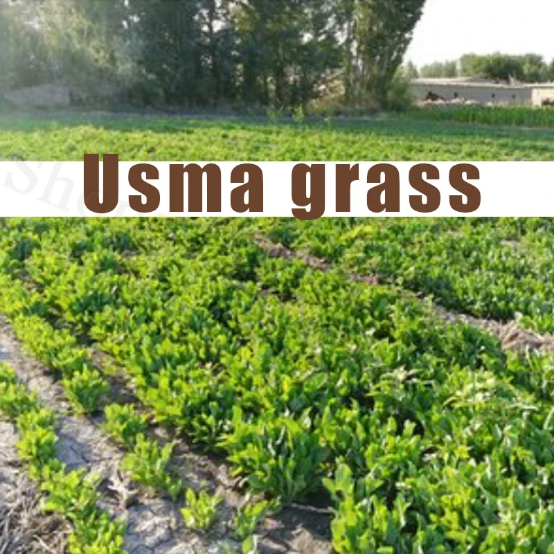 Usma-hierba gruesa y fresca para aumento de barba, jugo de cejas crudas, pasta de hierba, pestañas, patillas de Usman, línea de cabello