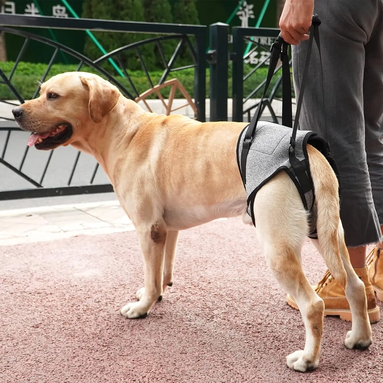 Imagem -05 - Membros Traseiros para Cães Idosos Arnês e Lesões Acessórios do Cão Ajuda a Recuperação Pernas Traseiras Fracas Assistência os