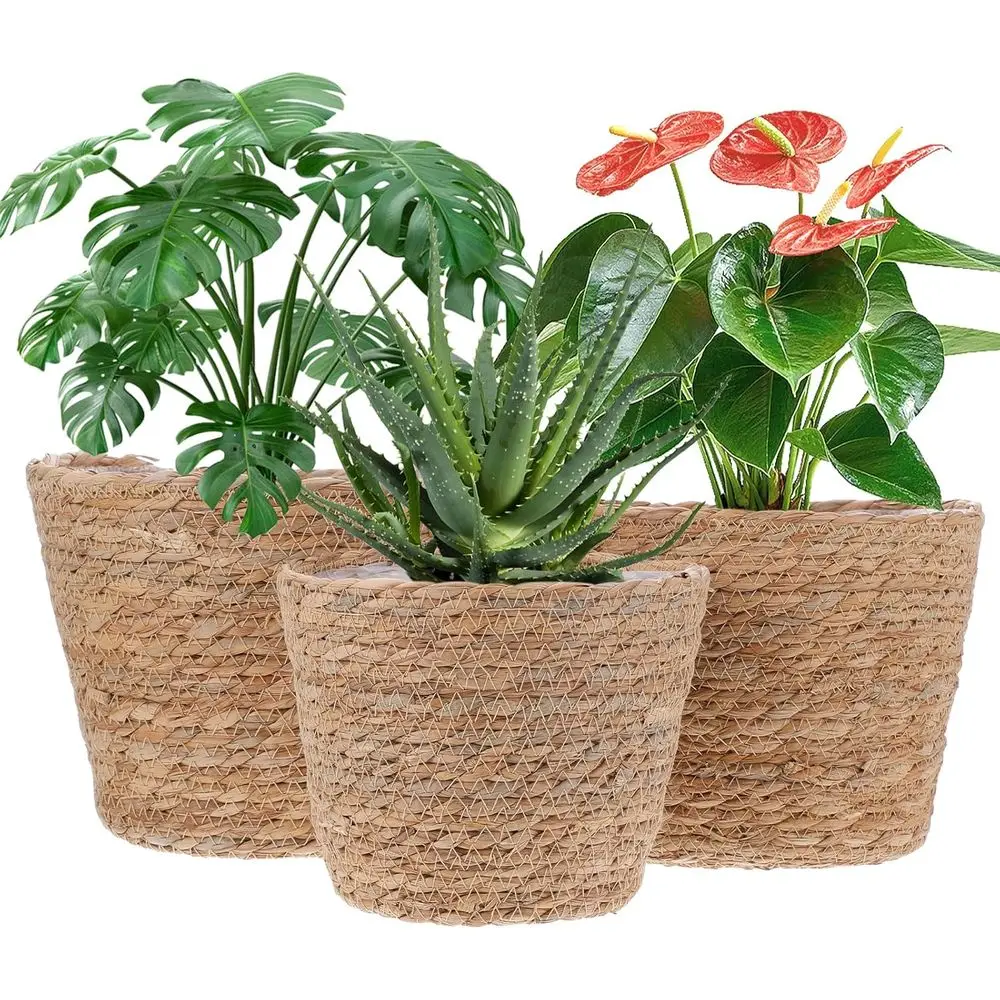 Mekueeex 3 Pcs Plan… - image