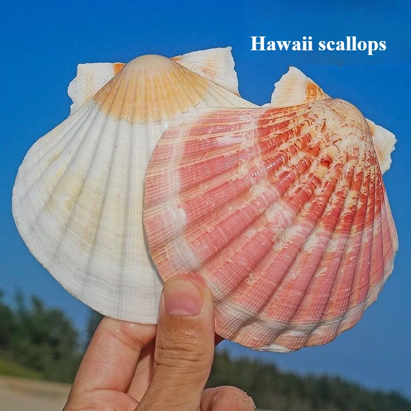 Hawaiian Scallop Painting Shell Large Natural Conch Shell White Scallop Landscaping Ornament