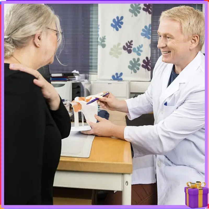 Advanced  Shoulder Anatomy Model With Functional Ligaments, Shoulder Joint Model For  Teaching Display Model