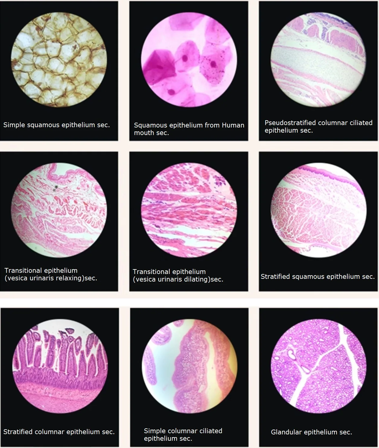 10PC Prepared Specimen Slices Microscope Normal Human Tissue Sample Section Biological Slicing Lab Anatomy Histology Education