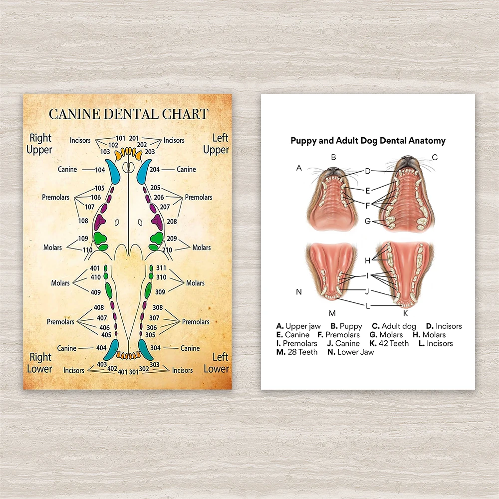 Dentist Canine Dental Chart Poster Home Decor Wall Decor Physical and Emotional Health Planner Prints Doctor Office Wall Decor