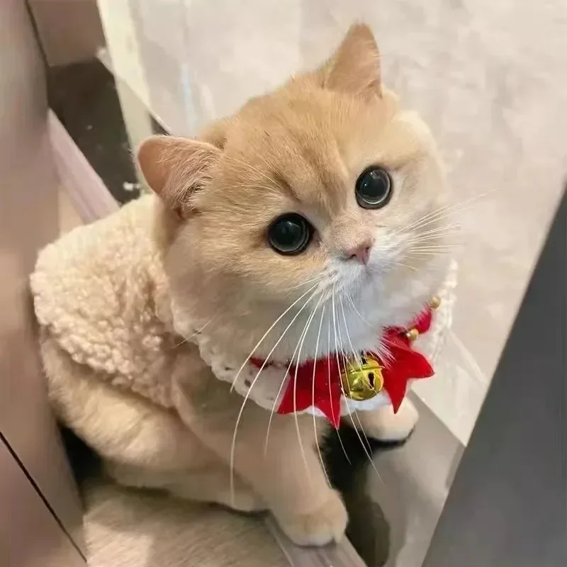 

Cat Clothes Warm Lambhair Vest Soft Cozy Winter Warm Fleece Sweatshirt Puppy Kitten Jacket Coat Pet Sphynx Costume Sweater 고양이