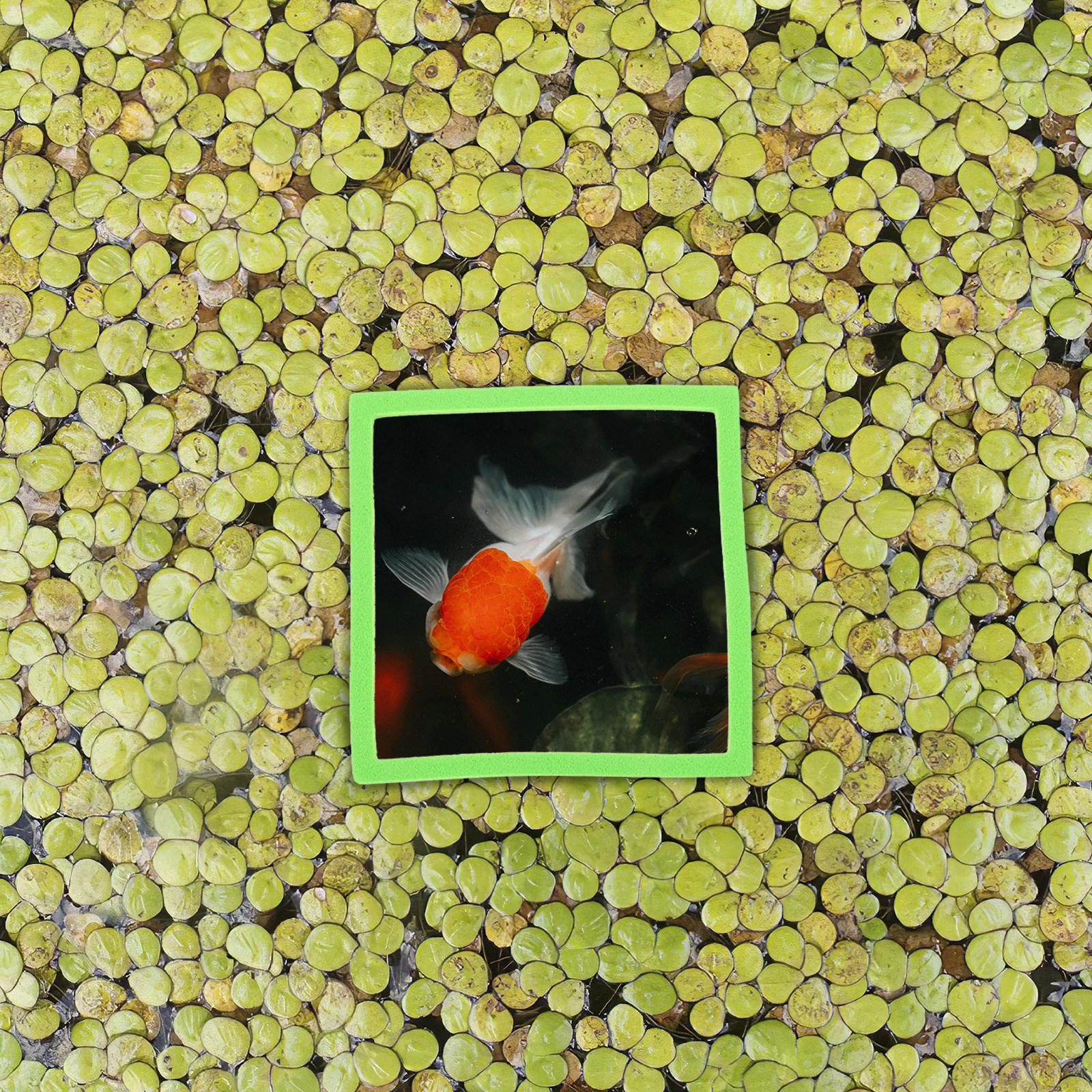 

5 Pcs Aquarium Floating Plant Tank Decor Holder for Aquatic Plants Plastic Feeding Fish Tank Accessories Floating