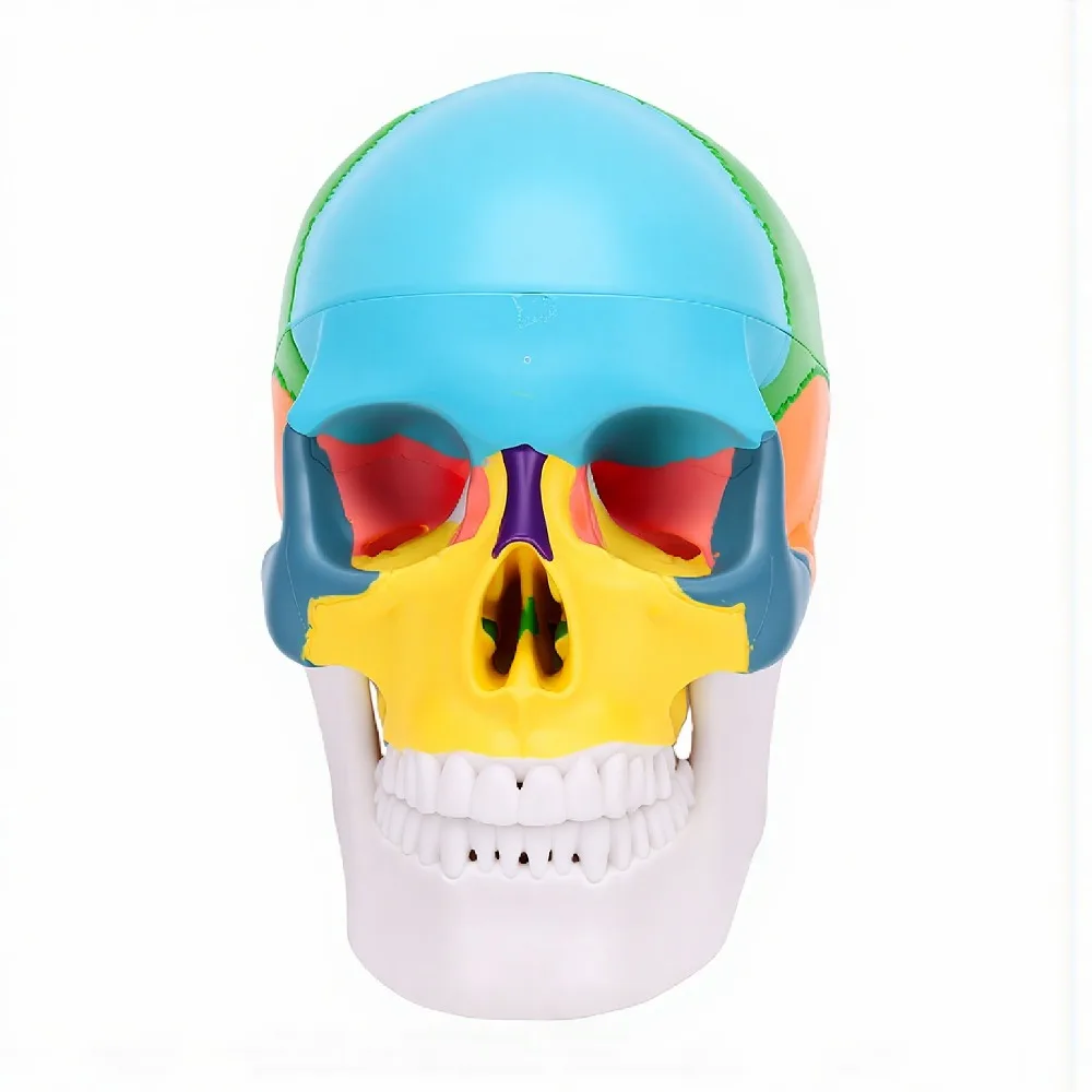 PVC Human Skull Anatomy Model Durable Color Coded Regions Detachable Brain Model Detachable PVC Skull Teaching Model