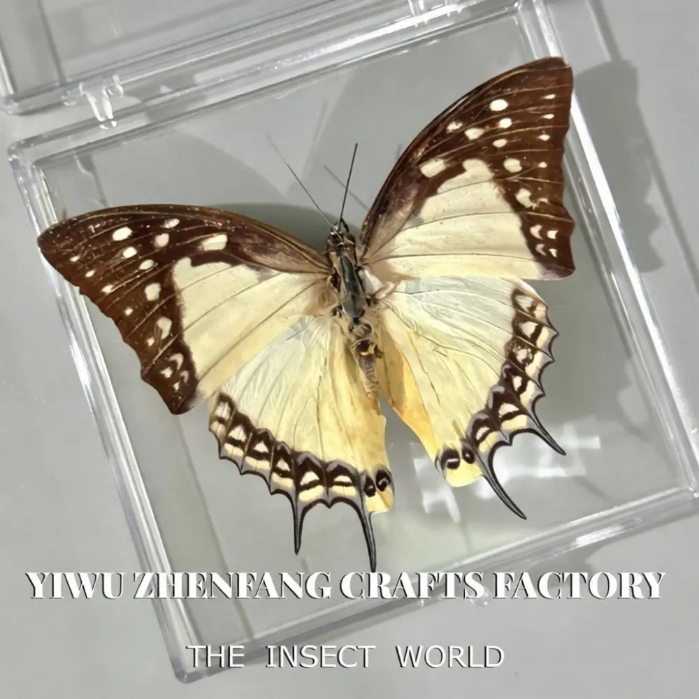 Real Butterfly Specimen Box DIY Educational Craft Kit Artistic Home Decor Biological Science Teaching Gift For Birthday