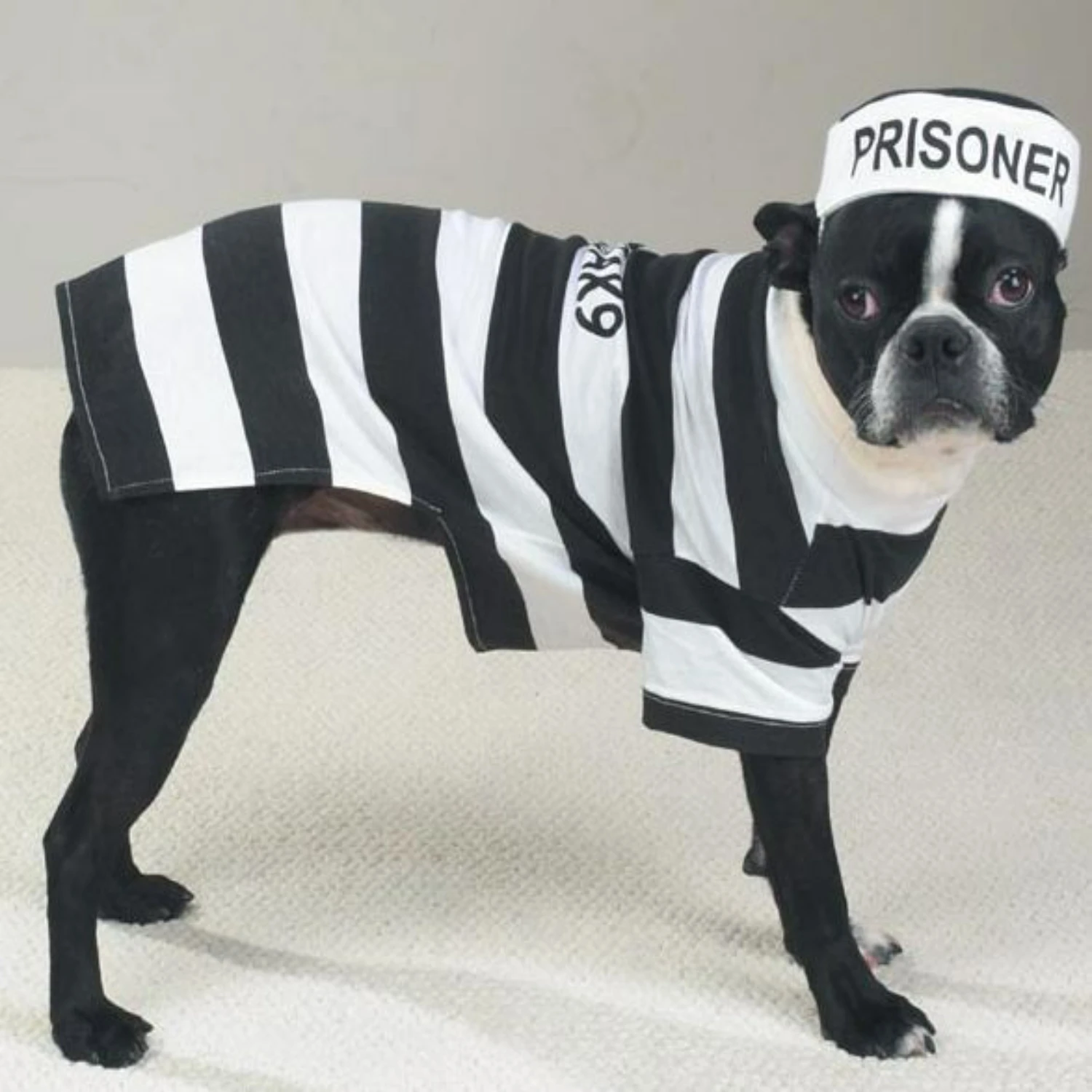 Adorable, charming, and stylish prisoner dog costume - a must-have for Halloween! Make a fashion statement and have a blast with