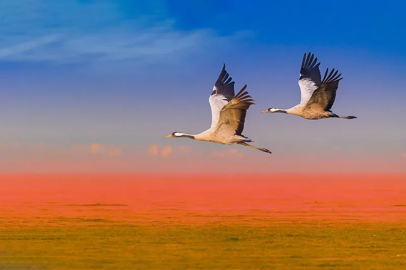 

HBX 3101A 1/16 Бесщеточный 4WD RC Короткий грузовик — независимая подвеска, полные шарикоподшипники, металлический карданный вал, скорость 45 км/ч