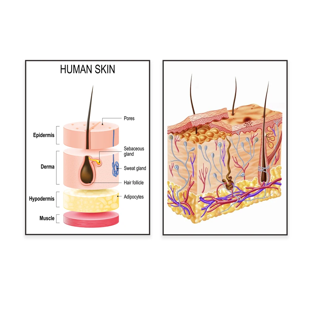 Diagram of the skin anatomy with epidermis, buttocks, pores, hair follicles, fat, skin educational art medical poster
