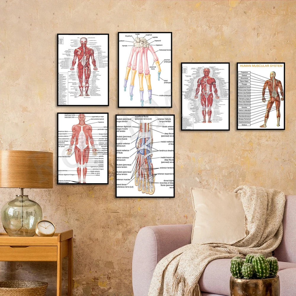 Affiche Scientifique Éducative - Système Musculaire Humain : Muscles du Dos, des Pieds, Tendons, Nerfs, Os de la Main, Squelette du Pied - Tableau d'Anatomie