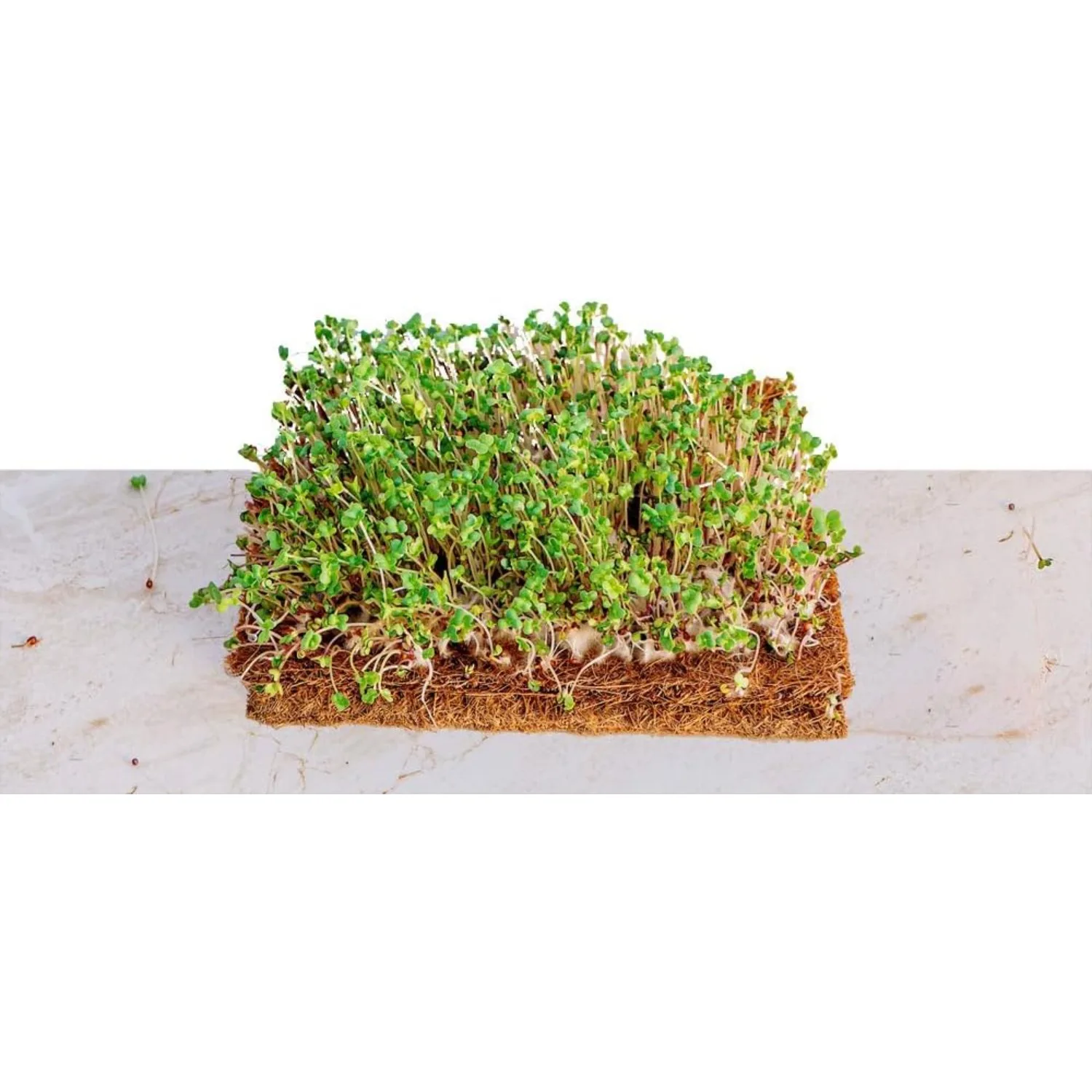 Envelor Coco Grow Mat for Microgreen Seedlings Trays Hydroponic Bulk Growing Pads Sprouting Tray Coconut Fiber Seed 120 Pack