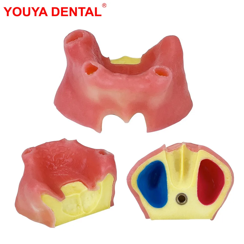 

1pcs Dental Model For Maxillary Sinus With Soft Gums Implant Practice Model Toothless Teeth Model For Studying Training Teaching