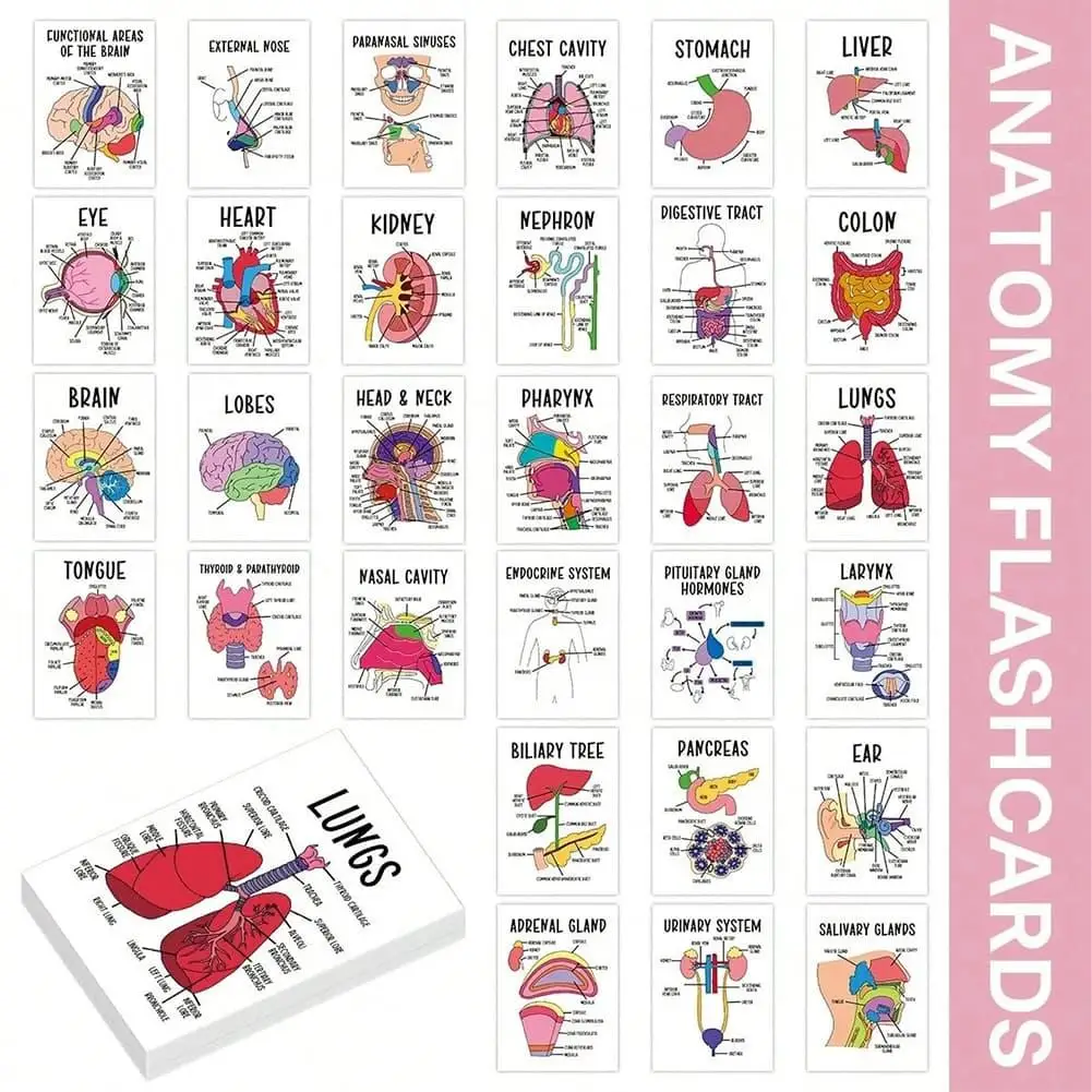 30Pcs Human Organ Anatomy Flashcards Detailed Brain Thyroid&Parathyroid Study Card For Self-Study Teaching Homeschool Education