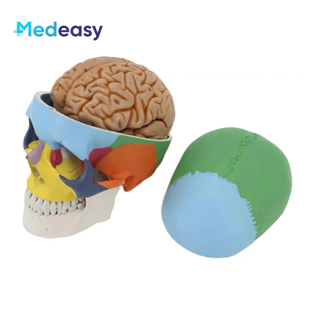 

Life Size Human Skull Model with Brain, Plastic White/Colored Skull Anatomy Model