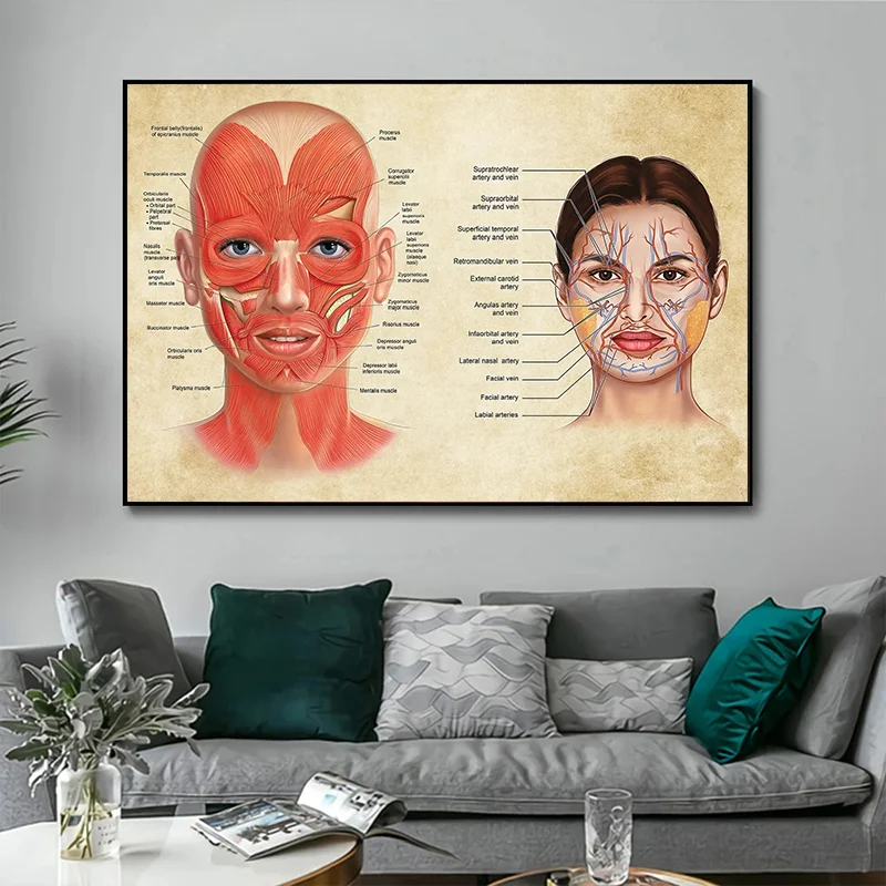 Face Anatomy Poster Facial Muscles and Veins Skin Beauty Plastic Massage Medical Educational Canvas Poster Print Wall Decor