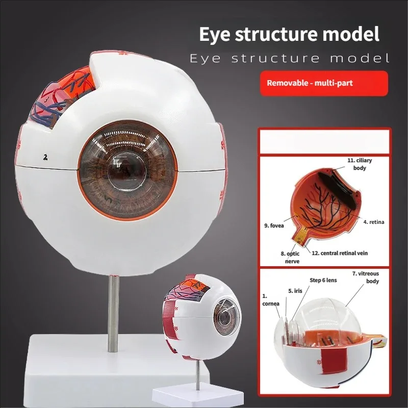 

6 Times Human Eye Anatomy Model ENT Ophthalmology Eyeball internal structure Cornea iris lens vitreous