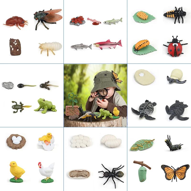 Simulation Life Cycle Animals Model Montessori Toy Children Insect Plant Growth Cycle Biology Science Open-Ended Educational Toy