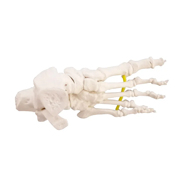 

Foot ankle foot joint bone model dynamic movable human lower limb rehabilitation teaching equipment