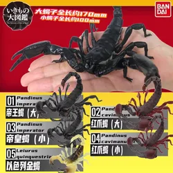 Original Bandai Big Biological Map Desert Scorpion Artificial Insect Gashapon Animal Action Figure Model Toy Gift Collection