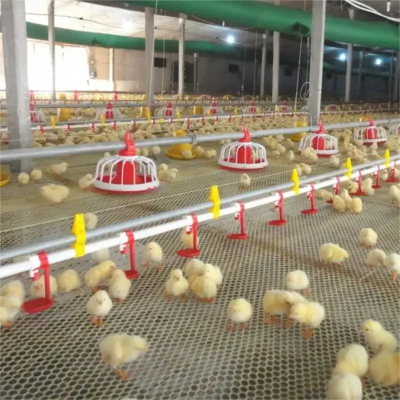 

Automatic Chicken Drinking And Feeding System For Chicken Poultry Farming Equipment