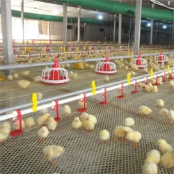 Automatic Chicken Drinking And Feeding System For Chicken Poultry Farming Equipment