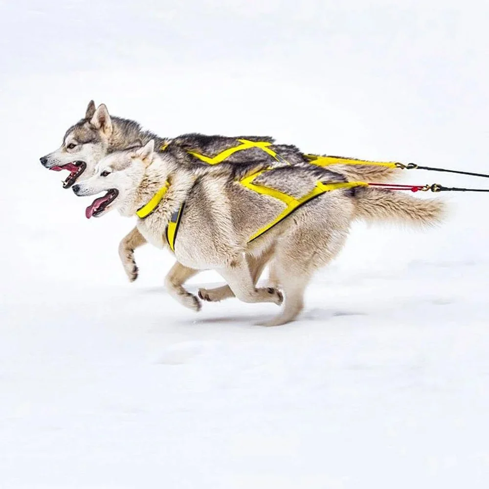 Hochwertiges Schlaufen-Geschirr für große Hunde zum Skifahren und Laufen – Geschirre für mittelgroße und große Hunde wie Alaska Hound, Bulldoggen und andere Haustiere – Zubehör – Detail 6