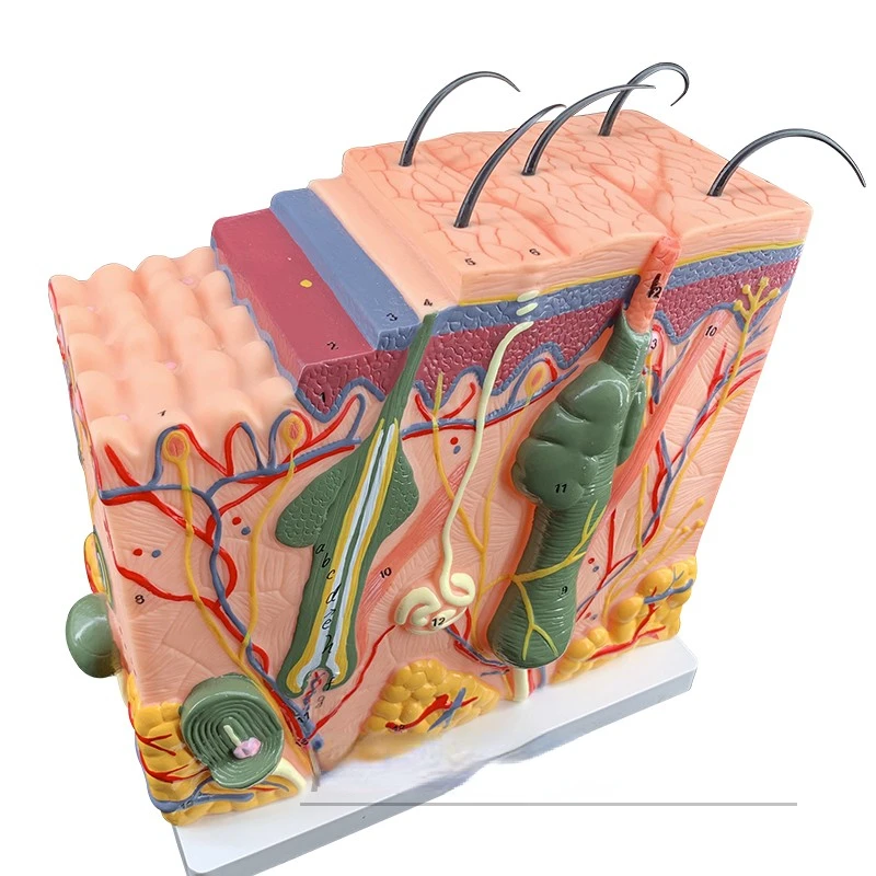 

Three-dimensional skin model, medical cosmetic plastic, enlarged structure, anatomy