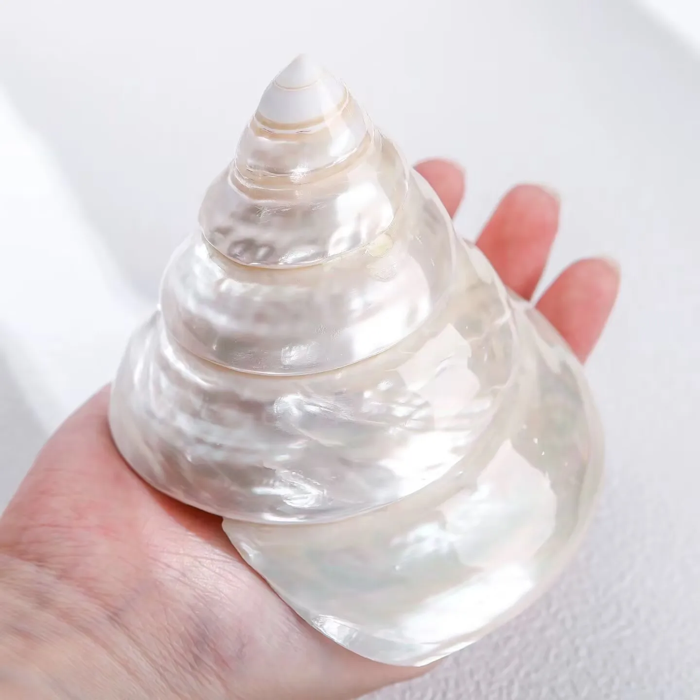 New Silver Pearl Tower Natural Conch Shell Hermit Crab Large Silver Salmon Collection Ornament Home Decoration Conch Shell