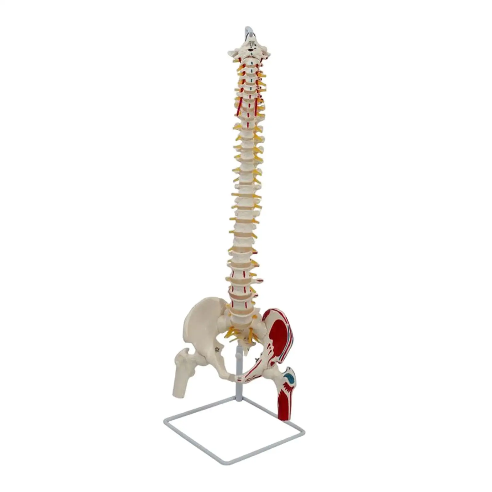 Human Spine Model with Pelvis Flexible Vrtebrae Spinal Cord Model Nerves Life