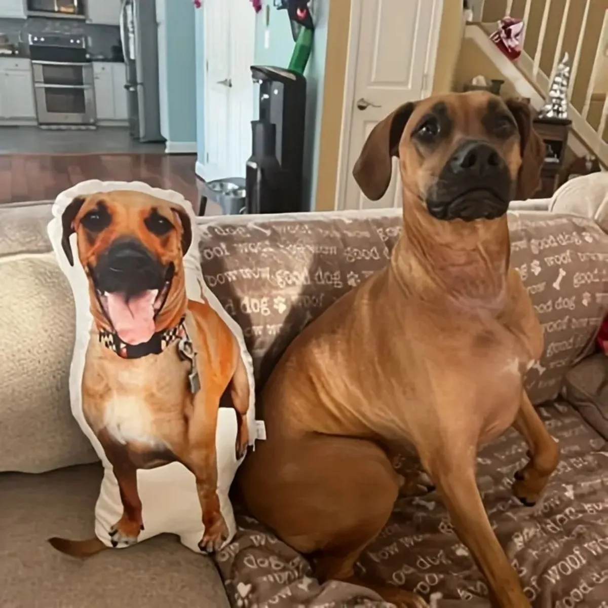 

Custom-made pet-themed pillows: hilariously quirky, bespoke alien-shaped cushions – the perfect prank gift!