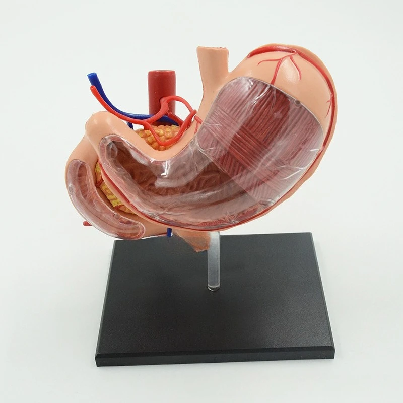 High quality hot-selling 4D stomach model digestive system organ anatomy model