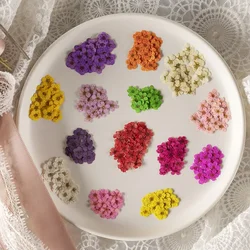 100pcs/0.5-1.5cm,Pressed Small Narcissus Petals,Wholesale Mini Flower DIY Flore Makeup Drip Glue Mobile Case Handmade Leaf Decal