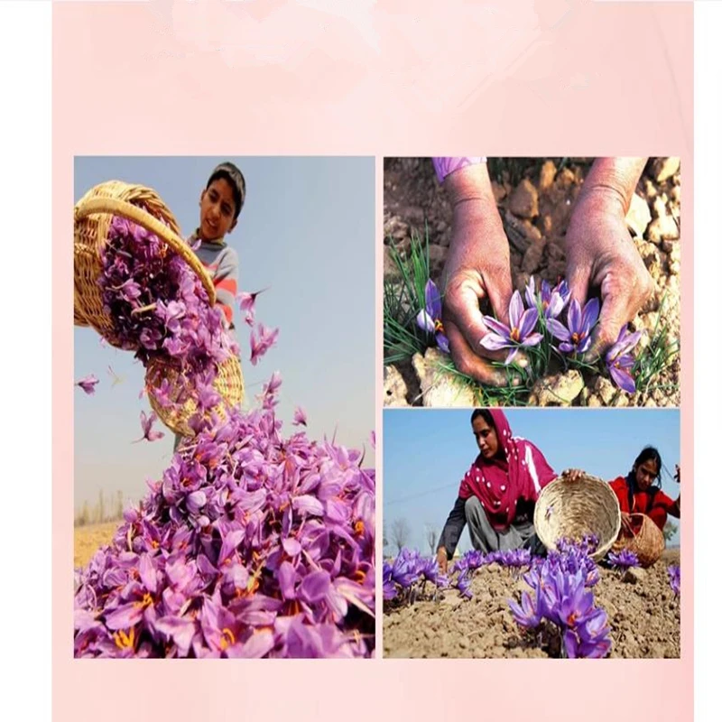 New100 % Top naturel chinois YunNan safran fleur séchée pour la beauté santé bricolage savon bijoux mariage bougie faisant la décoration de la maison