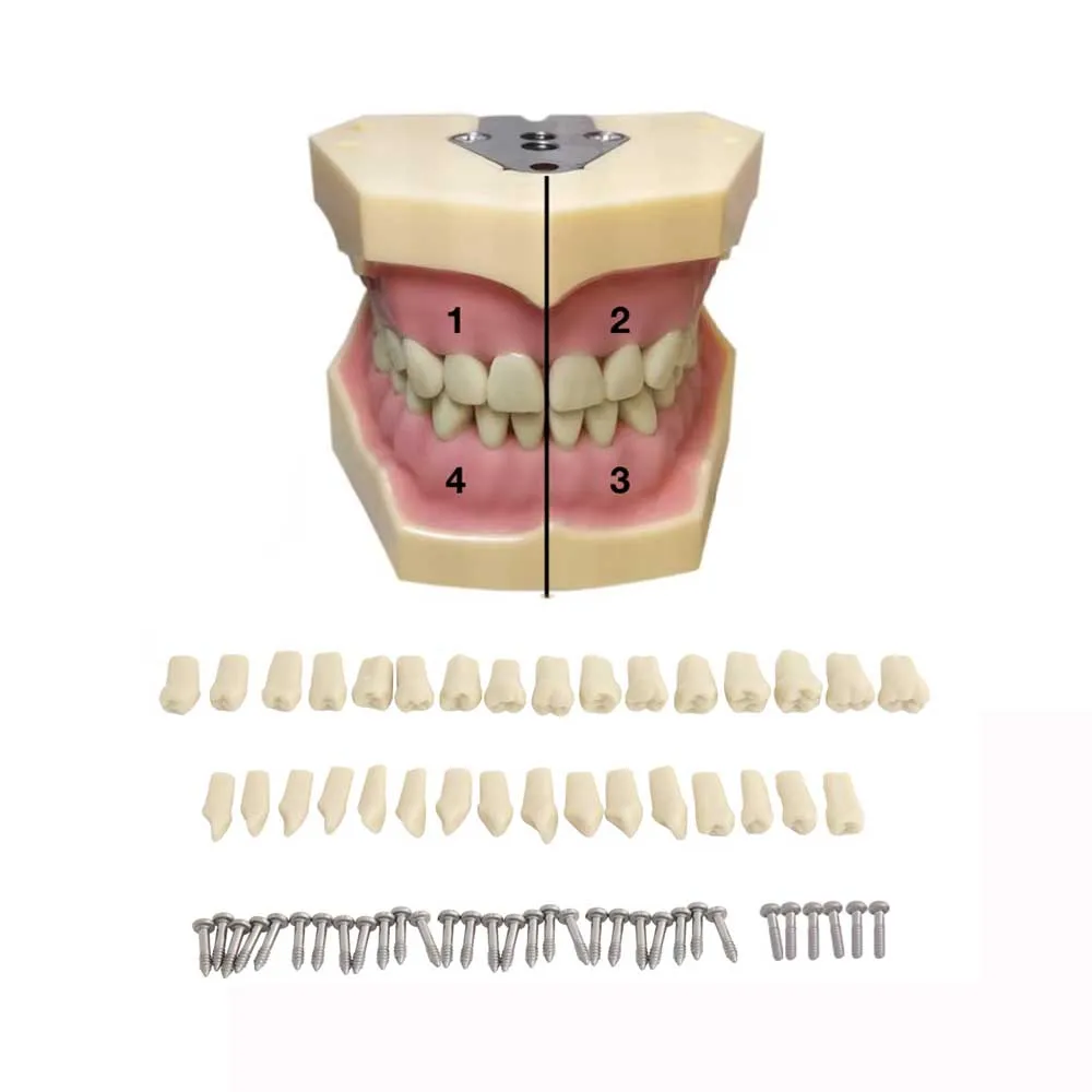 Modelo dental caber frasaco dentes modelo de ensino dental modelo de demonstração dente removível 32 pçs dentes disponíveis